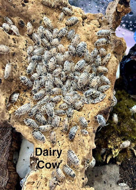 Dairy Cow (Porcellio Laevis)