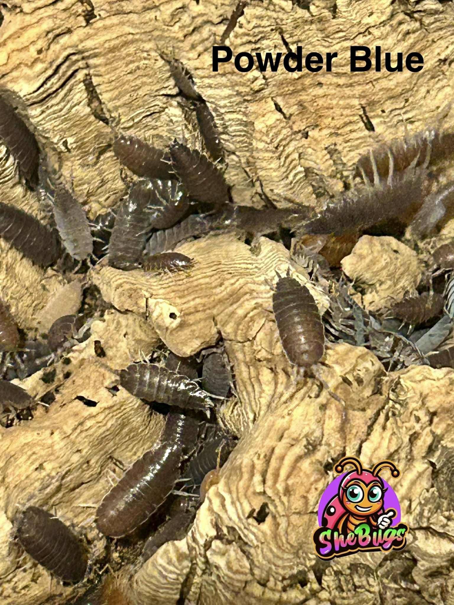 Powder Blue (Porcellionides pruinosus)