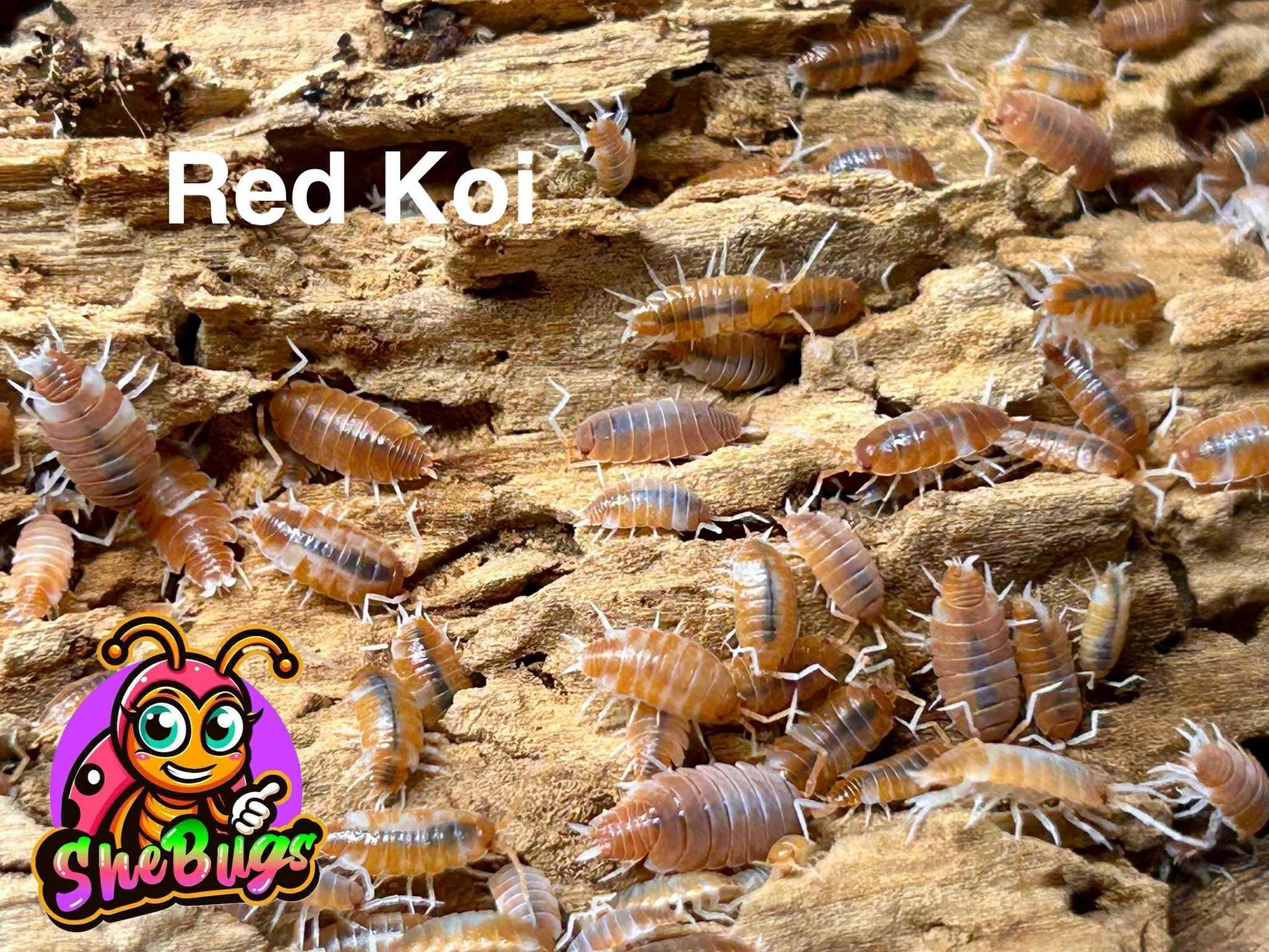 Red Koi Isopods (Porcellionides pruinosus)